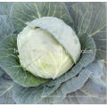 NC02 Aisy Guangzhou best cabbage seeds for sale